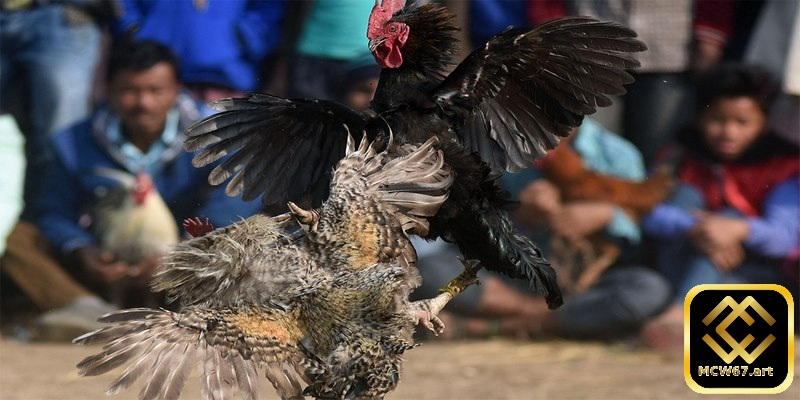 Hai con gà tham gia đấu sẽ phải có kích thước tương đương nhau